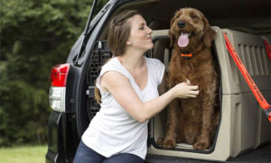 keep-your-pet-safe-b